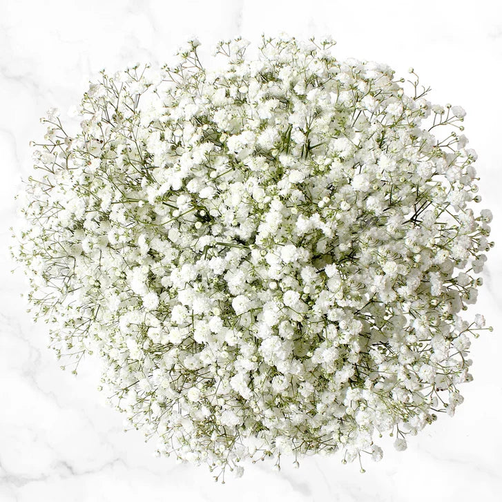 100-stem White and Green Fillers