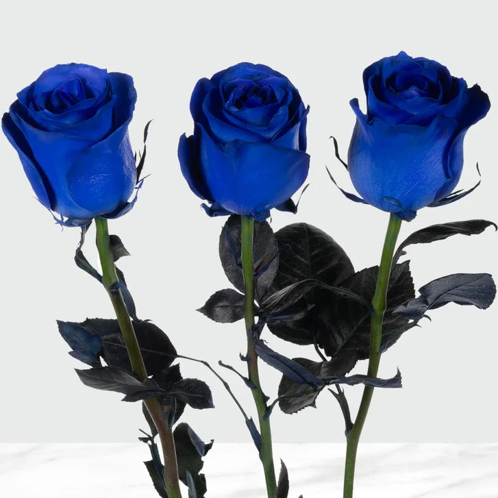 50-stem Blue Roses