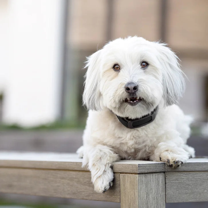 PetSafe Guardian GPS 2.0 Dog Fence + Tracking Collar, 2-Year Subscription