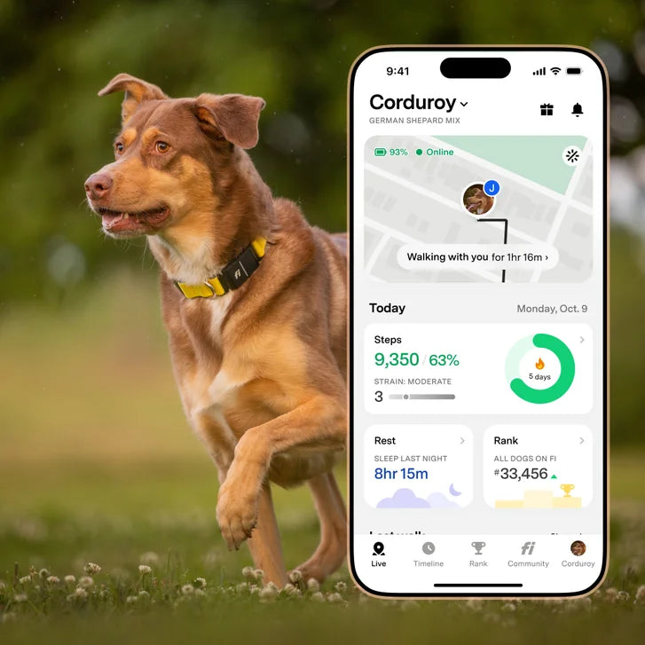 Fi Series 3+ Smart Dog Collar - GPS Tracker and Activity & Health Monitor, 14-Month Membership