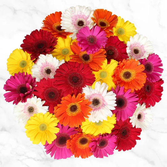 60-stem Gerberas
