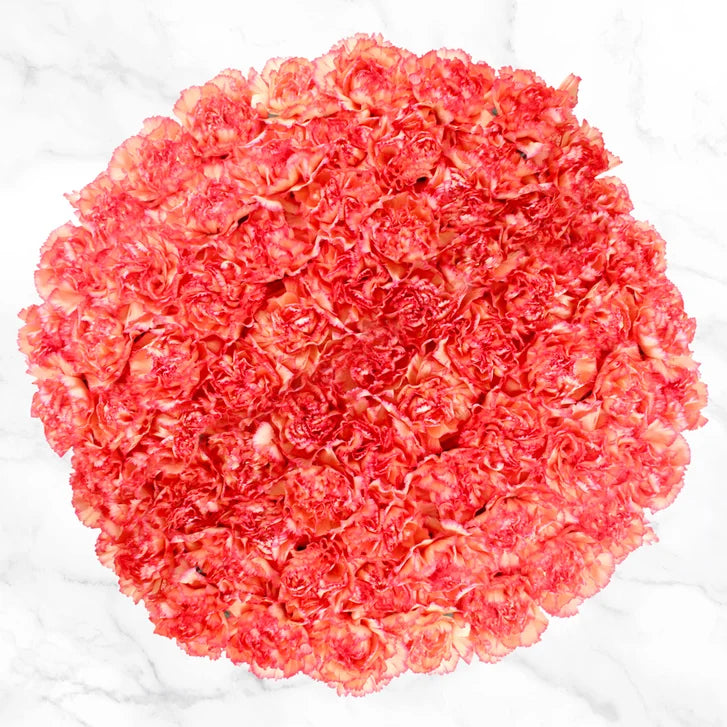 100-stem Carnations