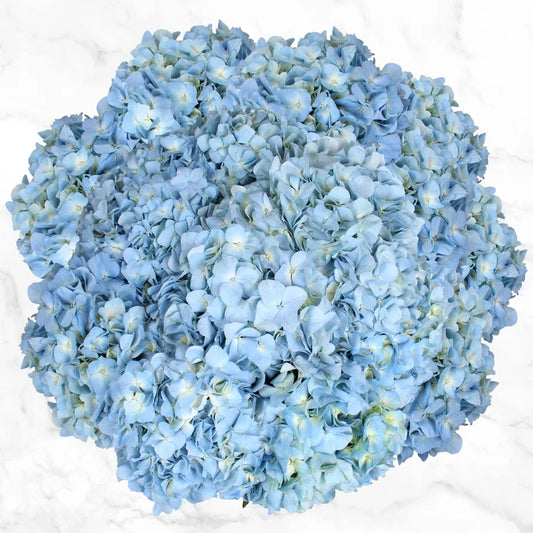 24-stem Hydrangeas
