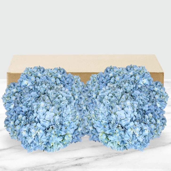 24-stem Hydrangeas