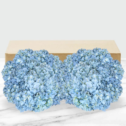 24-stem Hydrangeas