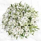 80-stem Alstroemeria