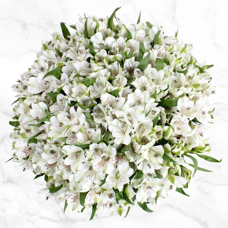 80-stem Alstroemeria