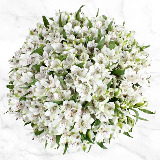 80-stem Alstroemeria