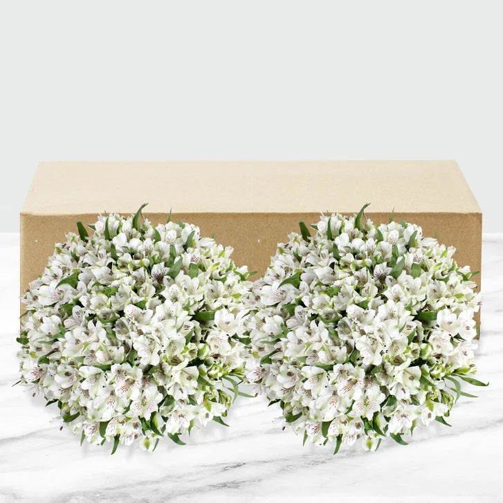 80-stem Alstroemeria