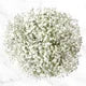 100-stem Baby's Breath