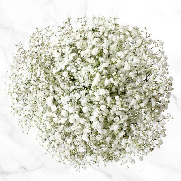 100-stem Baby's Breath