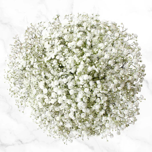 100-stem Baby's Breath