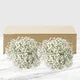 100-stem Baby's Breath