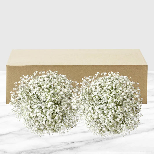 100-stem Baby's Breath