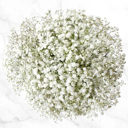 100-stem White and Green Fillers