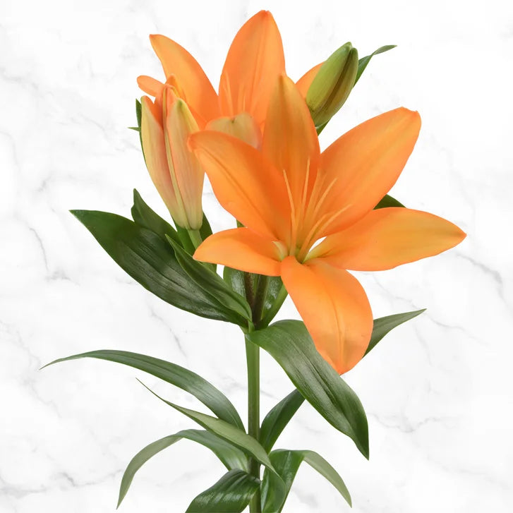 40-stem Asiatic Lilies