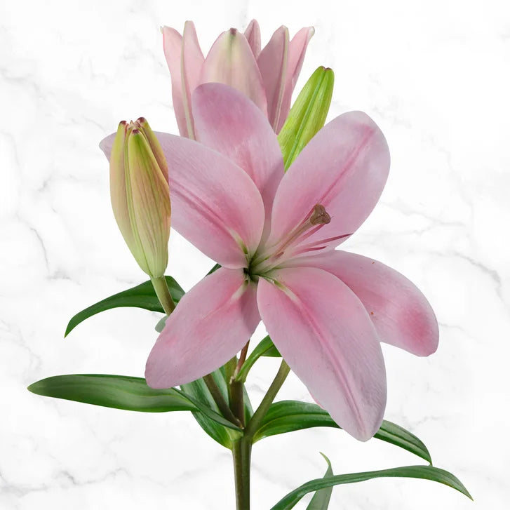 40-stem Asiatic Lilies