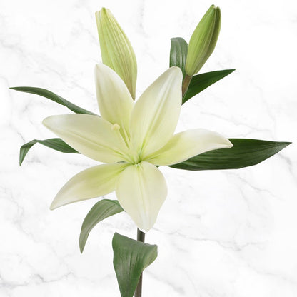 40-stem Asiatic Lilies