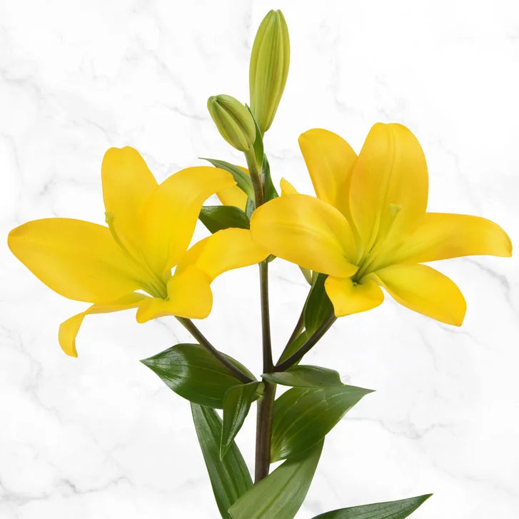 40-stem Asiatic Lilies